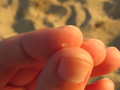 Bythotrephes longimanus