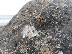 Coccinella algerica