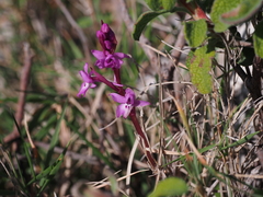 Orchis quadripunctata