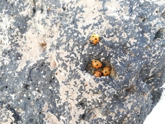 Coccinella algerica