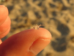 Bythotrephes longimanus