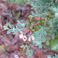 Vaccinium myrsinites