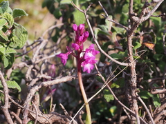 Orchis quadripunctata