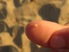 Bythotrephes longimanus