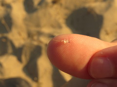 Bythotrephes longimanus