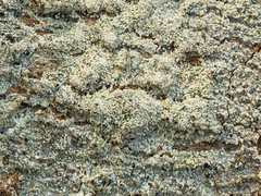 Pertusaria coccodes