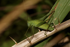 Anisophya punctinervis