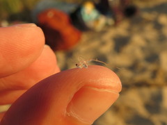 Bythotrephes longimanus