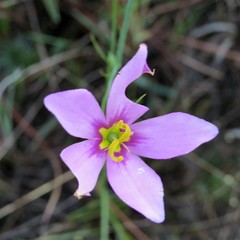 Sabatia grandiflora