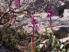 Orchis quadripunctata