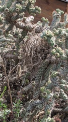 Campylorhynchus brunneicapillus sandiegensis