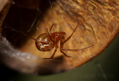 Nihonhimea tesselata