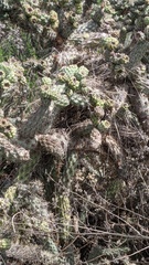 Campylorhynchus brunneicapillus sandiegensis