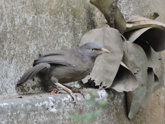 Argya striata