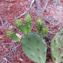 Opuntia austrina