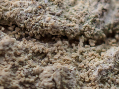 Pertusaria coccodes