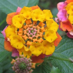 Lantana camara image
