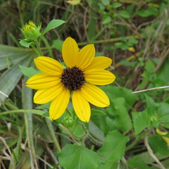 Helianthus debilis image