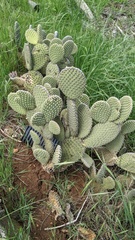 Opuntia microdasys