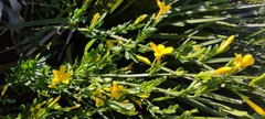 Jasminum collinum (Jasminum collinum)