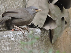 Argya striata