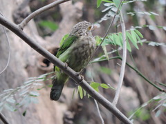Psilopogon lineatus