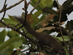 Callosciurus pygerythrus