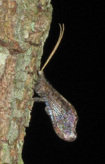 Berothidae