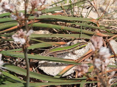 Podarcis waglerianus