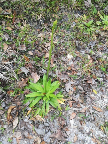 Aletris lutea image