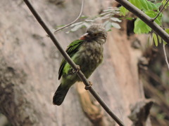 Psilopogon lineatus