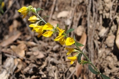 Genista pilosa