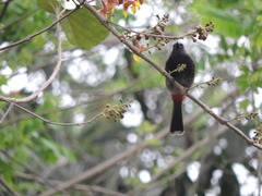 Pycnonotus cafer