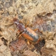 Polistichus connexus