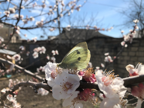 Large White