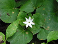 Geophila
