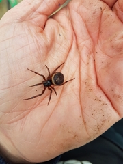 Steatoda nobilis