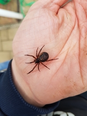 Steatoda nobilis
