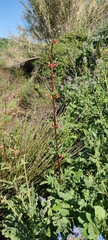 Scrophularia sambucifolia