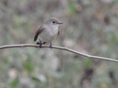 Ficedula albicilla