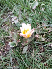 Tulipa gesneriana