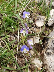 Veronica syriaca