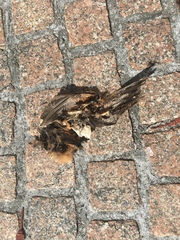 Turdus migratorius
