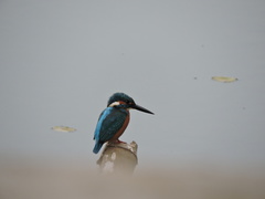 Alcedo atthis