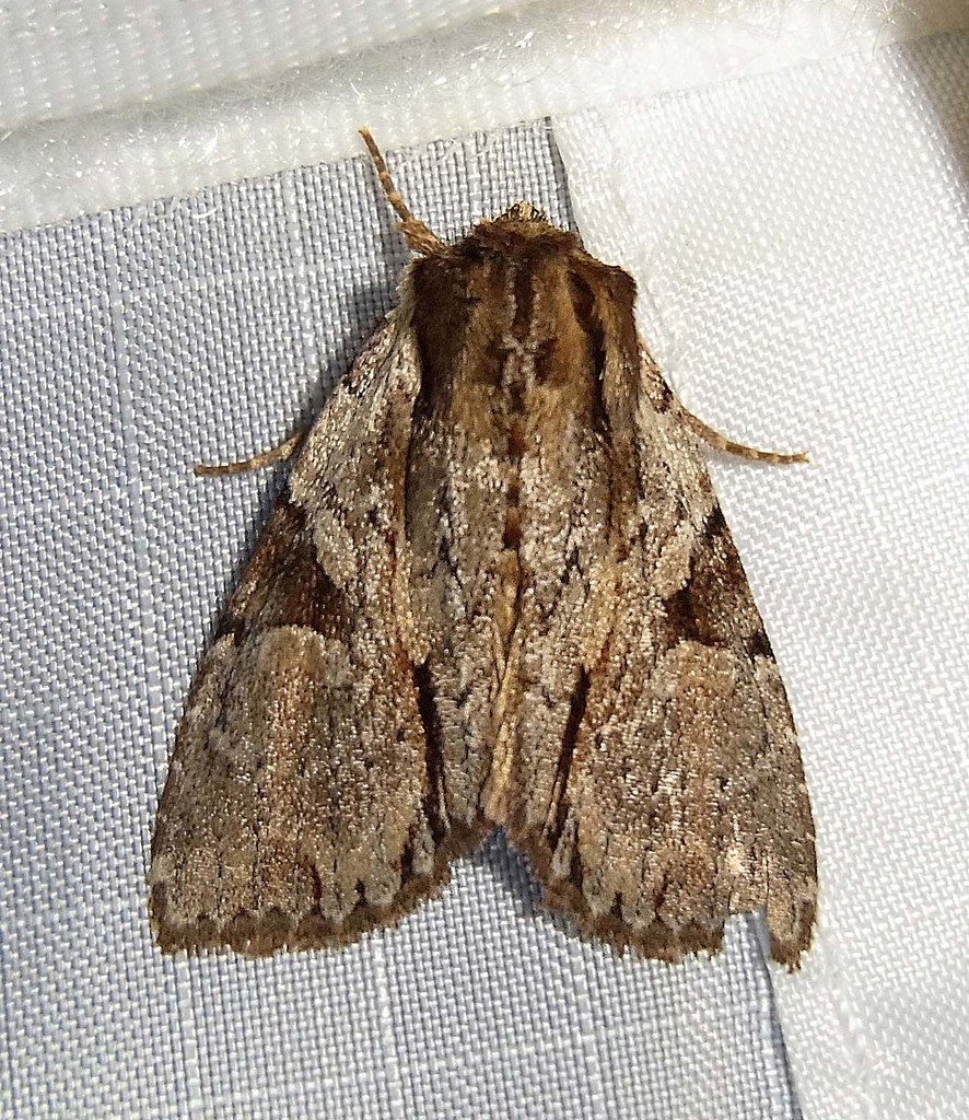 Morrisonia triangula