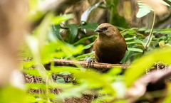 Cinnycerthia olivascens