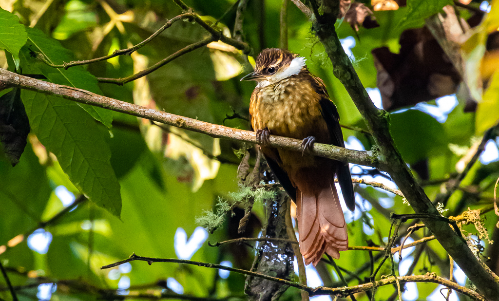 Streaked Tuftedcheek