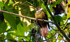 Pseudocolaptes boissonneautii