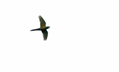 Leptosittaca branickii