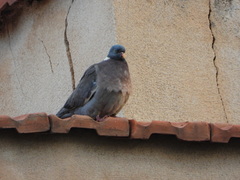 Columba palumbus